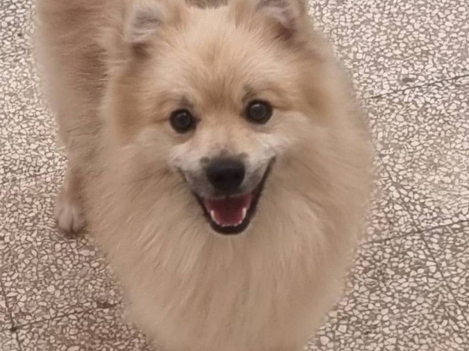 Adotta un cane, taglia piccola, maschio, Caserta