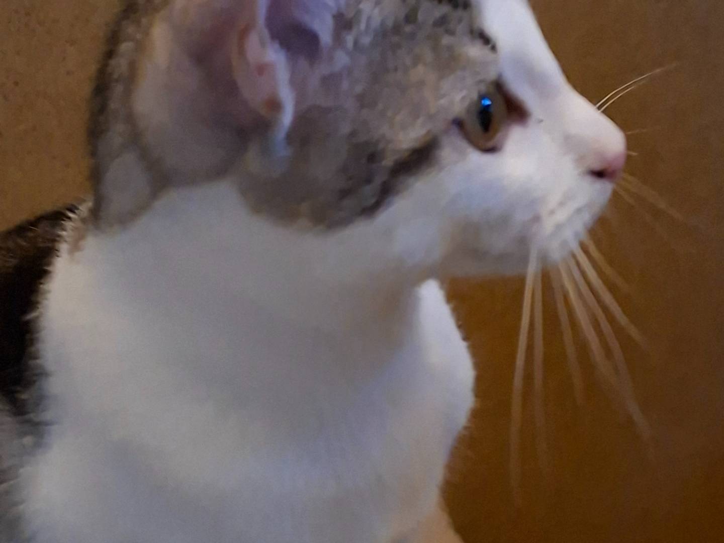 Adozione gatto, femmina, Razza sconosciuta Razza sconosciuta, 5 mesi, taglia non valida, Piacenza