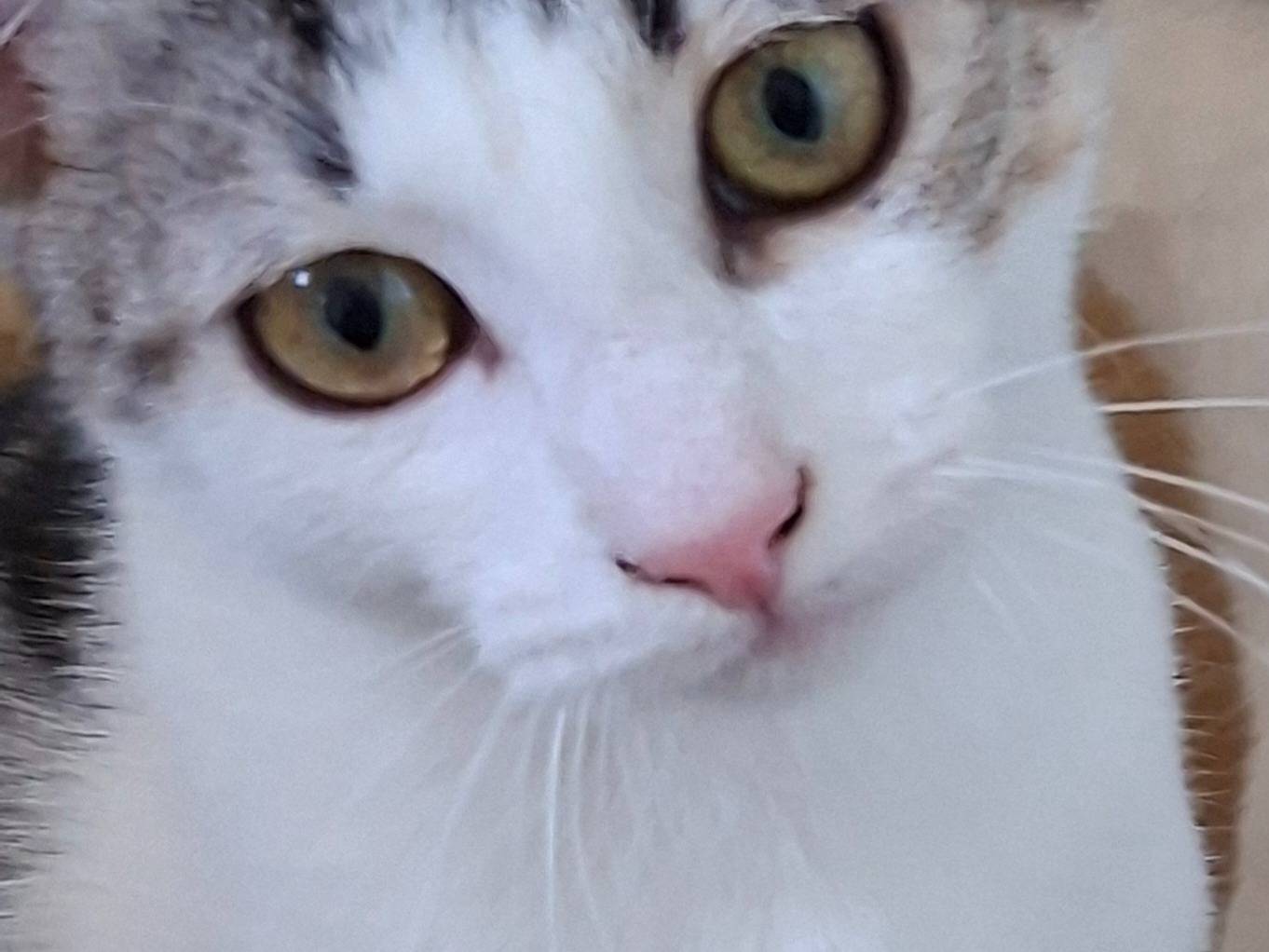 Adotta un gatto, femmina, 5 mesi, Piacenza
