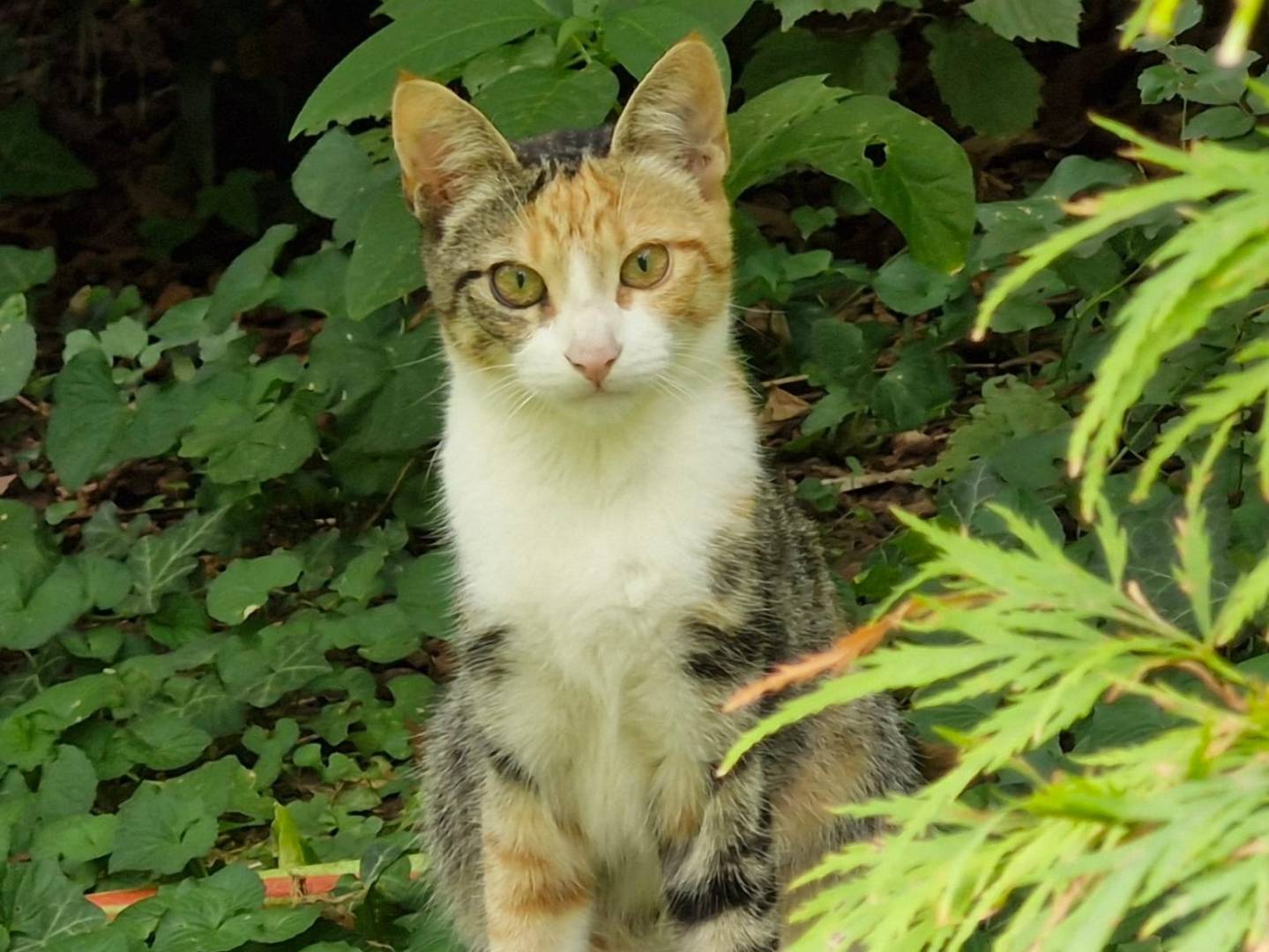 Adotta un gatto, taglia non valida, femmina, Pavia