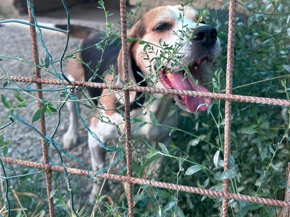 Vuoi adottare un cane a Milano?
