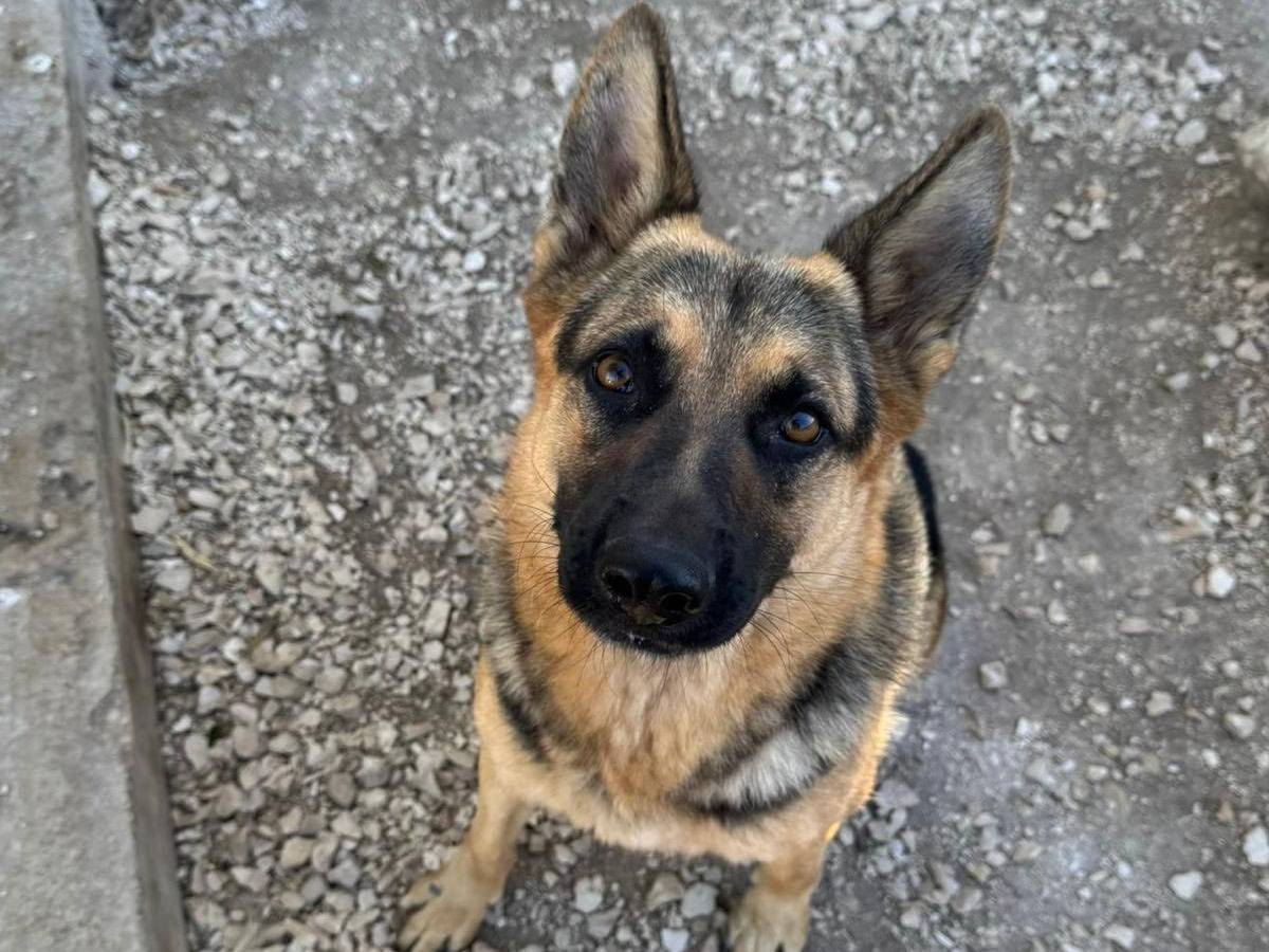 Adozione cane, femmina, Pastore tedesco Razza sconosciuta, 2 anni e 4 mesi, taglia grande, Matera