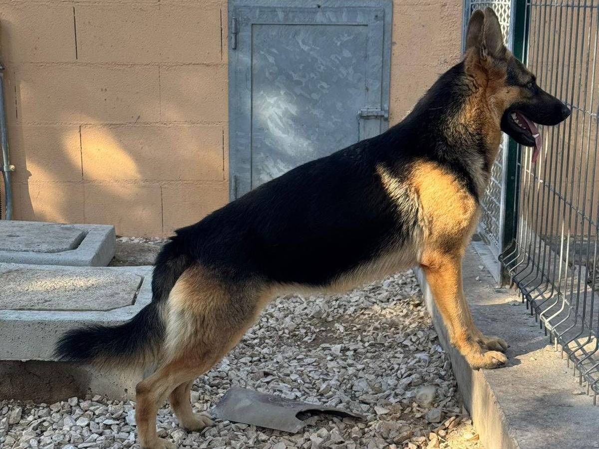 Adotta un cane, femmina, 2 anni e 4 mesi, Matera