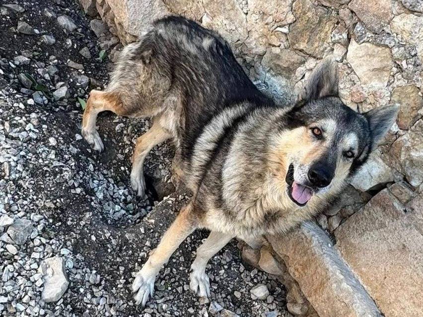 Adozione cane, maschio, Pastore tedesco Cane lupo Cecoslovacco, 6 anni e 4 mesi, taglia grande, Matera