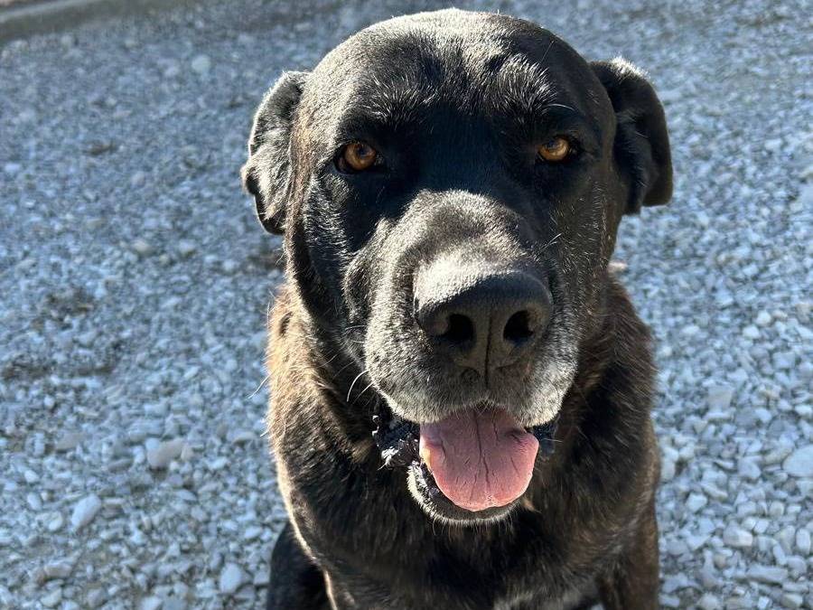 Adozione cane, maschio, Corso Razza sconosciuta, 10 anni e 4 mesi, taglia gigante, Matera