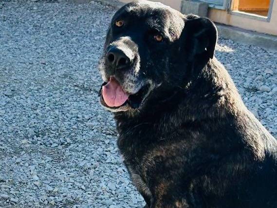 Adotta un cane, maschio, 10 anni e 4 mesi, Matera