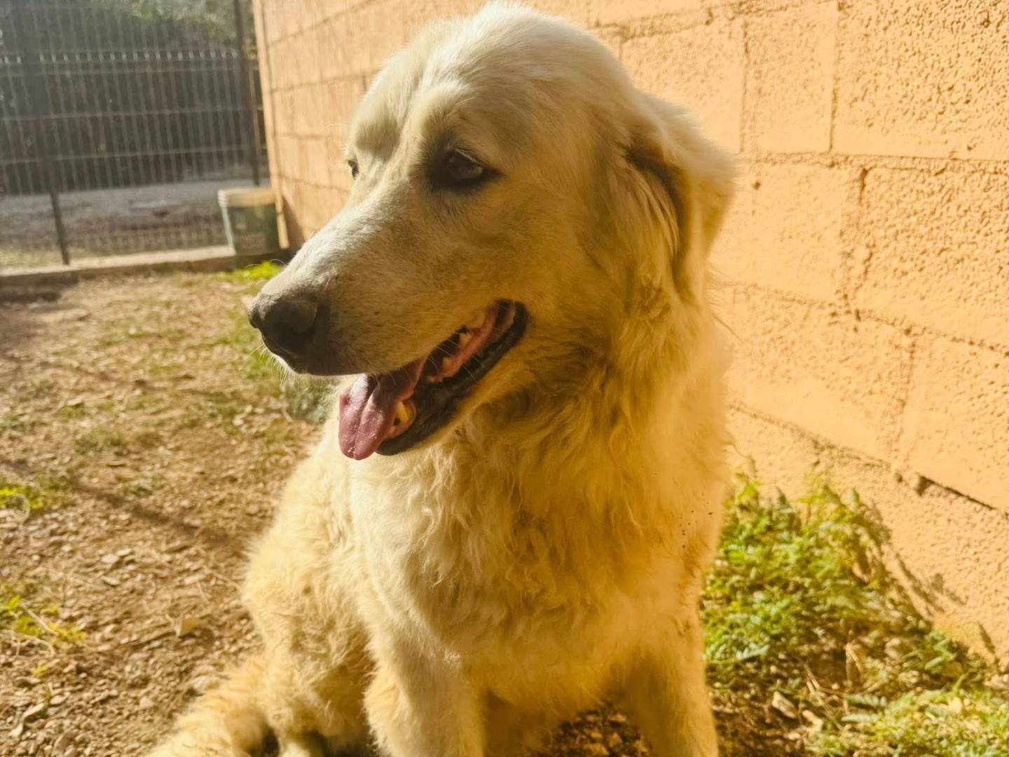 Adotta un cane, femmina, 5 anni e 4 mesi, Matera