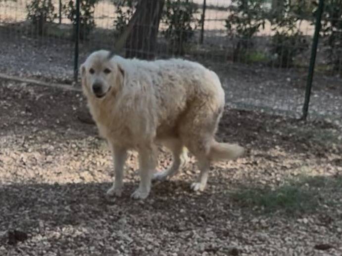 Adotta un cane, taglia grande, femmina, Matera