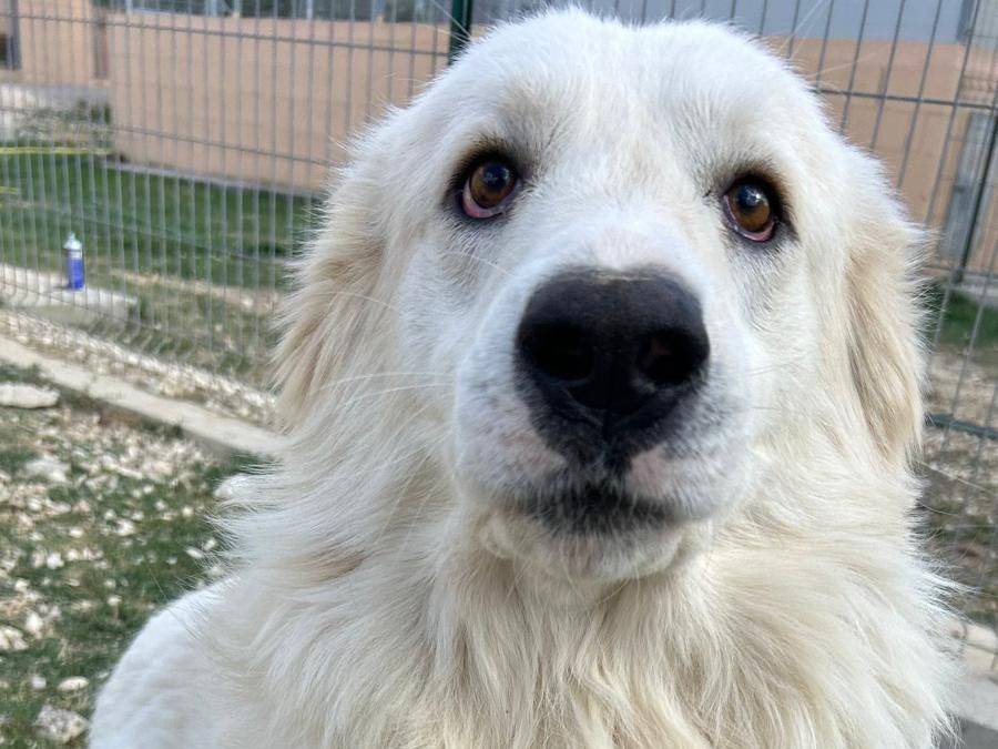 Adozione cane, maschio, Pastore maremmano Razza sconosciuta, 3 anni e 3 mesi, taglia grande, Matera
