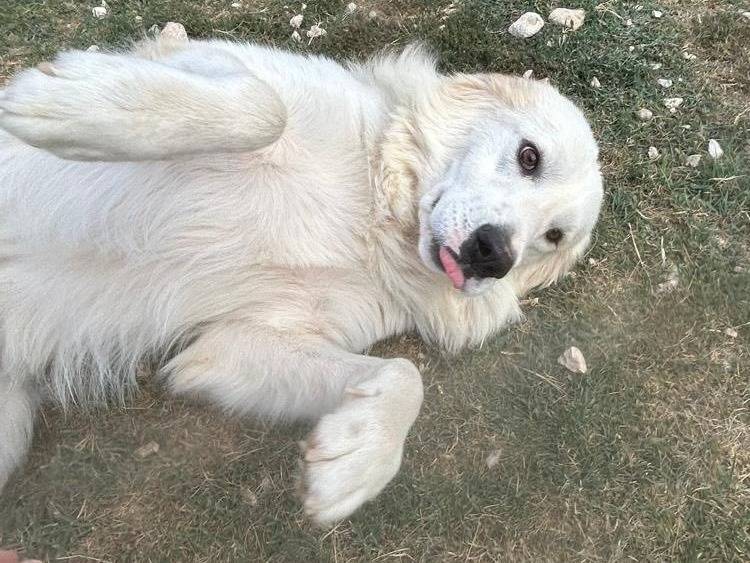 Adotta un cane, maschio, 3 anni e 3 mesi, Matera