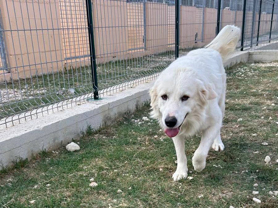 Adotta un cane, taglia grande, maschio, Matera