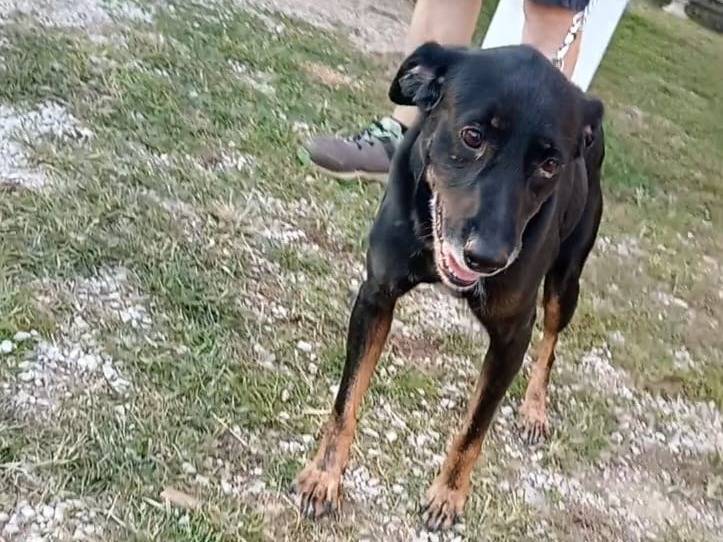 Adotta un cane, maschio, 7 anni e 9 mesi, Verona