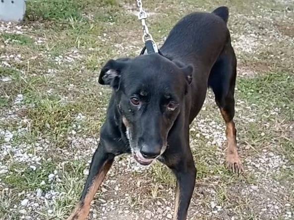 Adotta un cane, taglia media contenuta, maschio, Verona