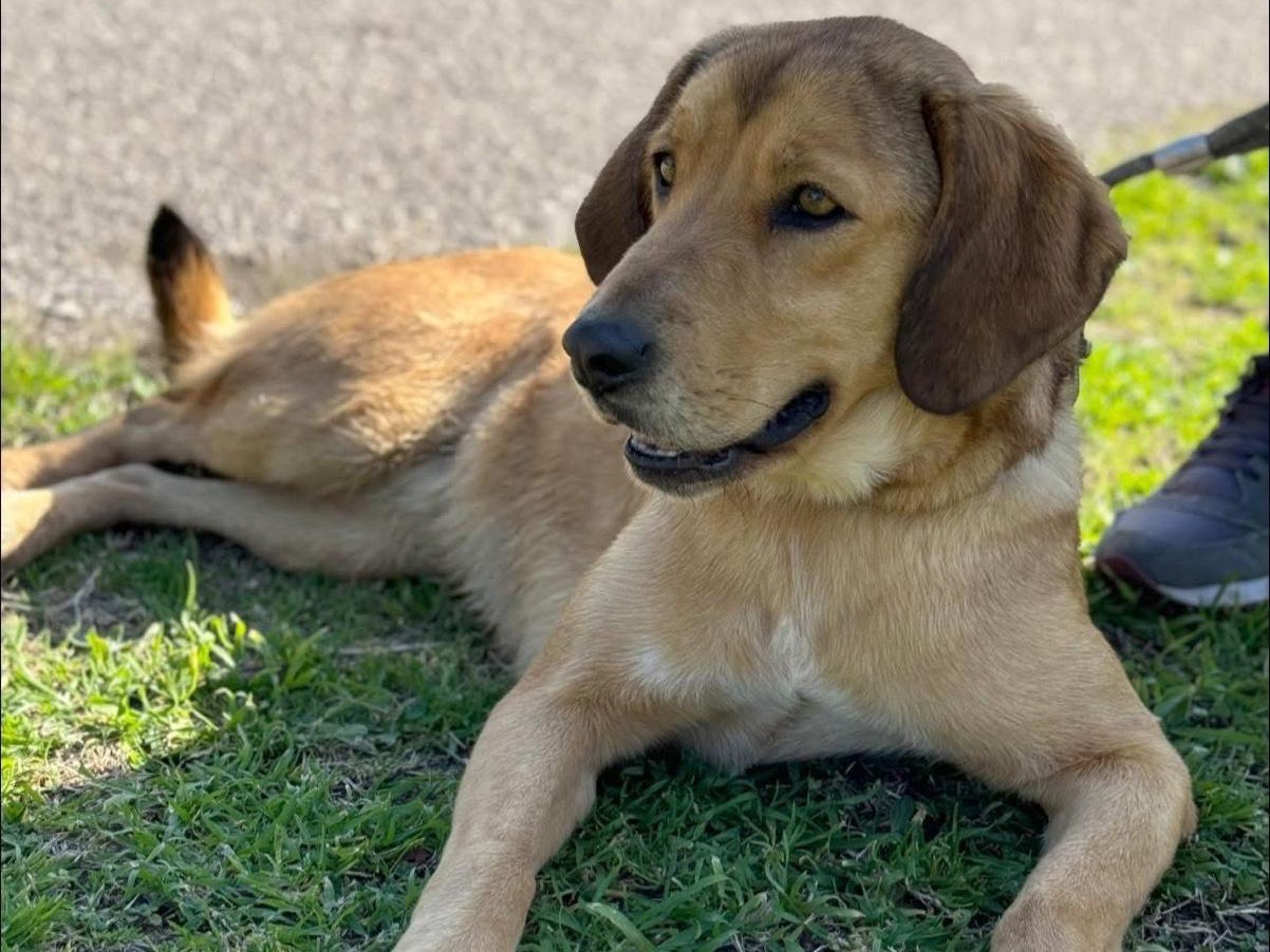 Adozione cane, femmina, Razza sconosciuta Razza sconosciuta, 3 anni e 4 mesi, taglia media, Napoli