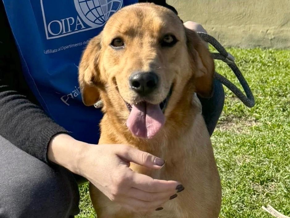 Adotta un cane, femmina, 3 anni e 4 mesi, Napoli