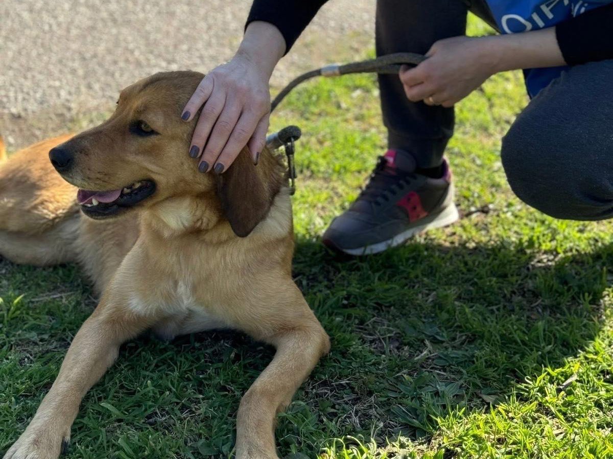 Vuoi adottare un cane a Napoli?