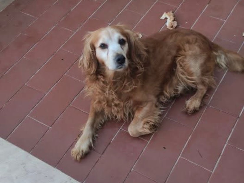 Adozione cane, maschio, Cocker Spaniel Razza sconosciuta, 8 anni e 11 mesi, taglia media contenuta, Avellino