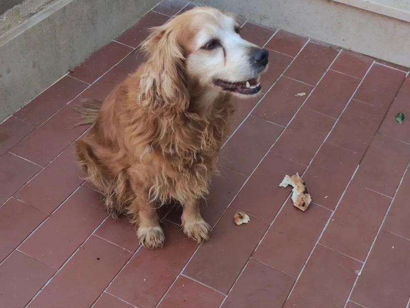 Adotta un cane, maschio, 8 anni e 11 mesi, Avellino