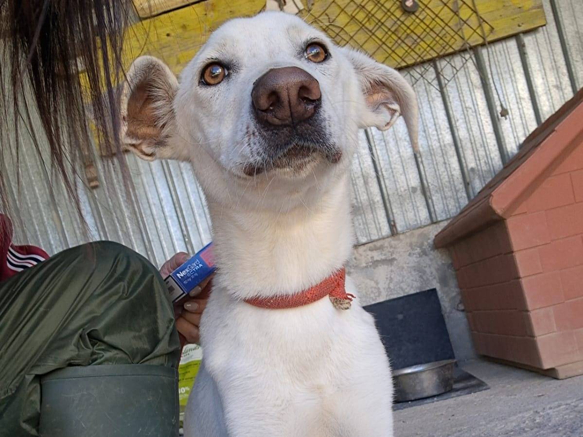 Adozione cane, femmina, Razza sconosciuta Razza sconosciuta, 1 anno e 7 mesi, taglia media, Pordenone