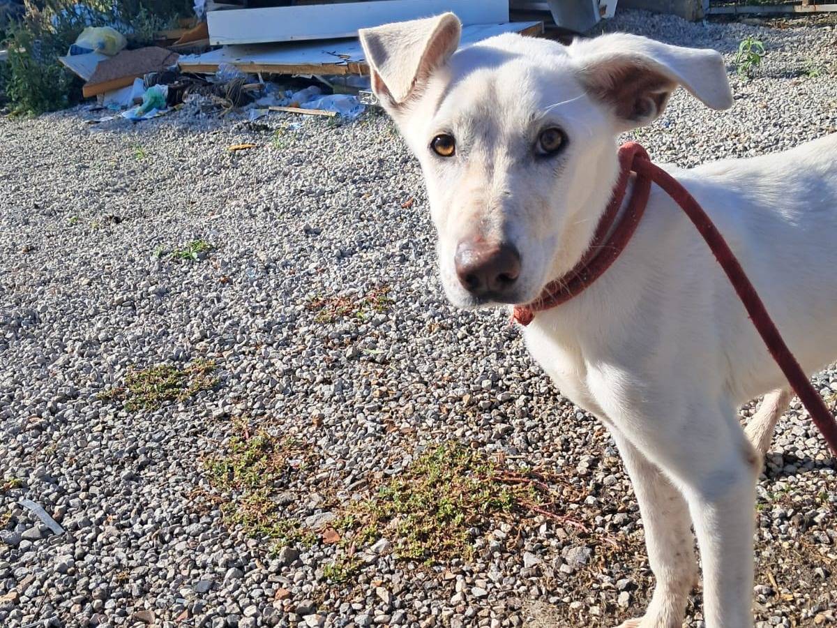 Adotta un cane, femmina, 1 anno e 7 mesi, Pordenone