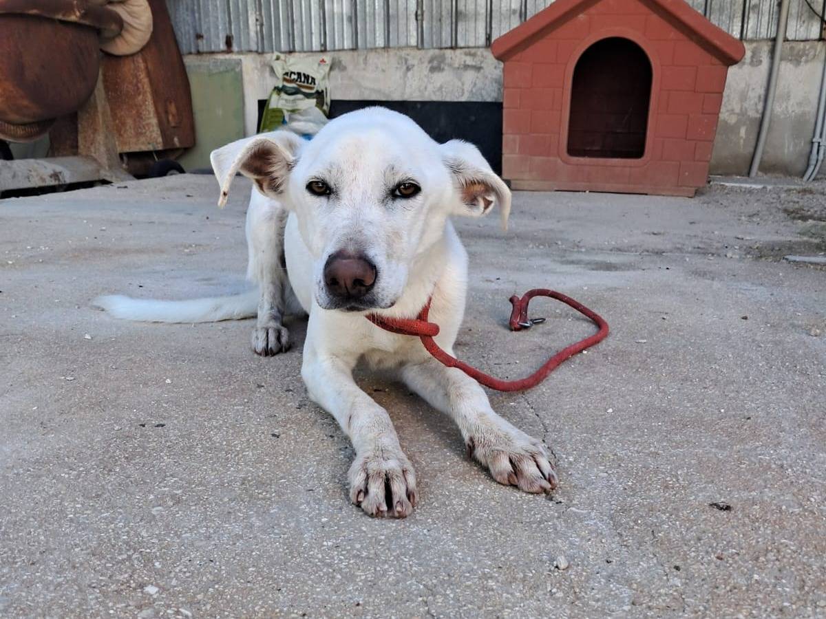 Adotta un cane, taglia media, femmina, Pordenone