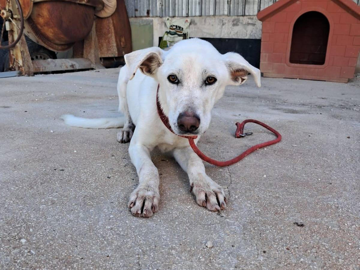 Vuoi adottare un cane a Pordenone?