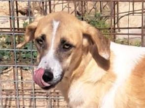 Adozione cane, femmina, Razza sconosciuta Razza sconosciuta, 1 anno e 6 mesi, taglia media, Vicenza