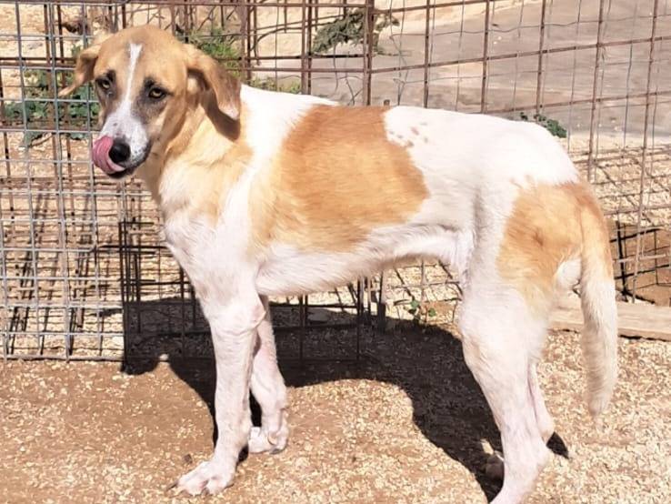 Adotta un cane, femmina, 1 anno e 6 mesi, Vicenza