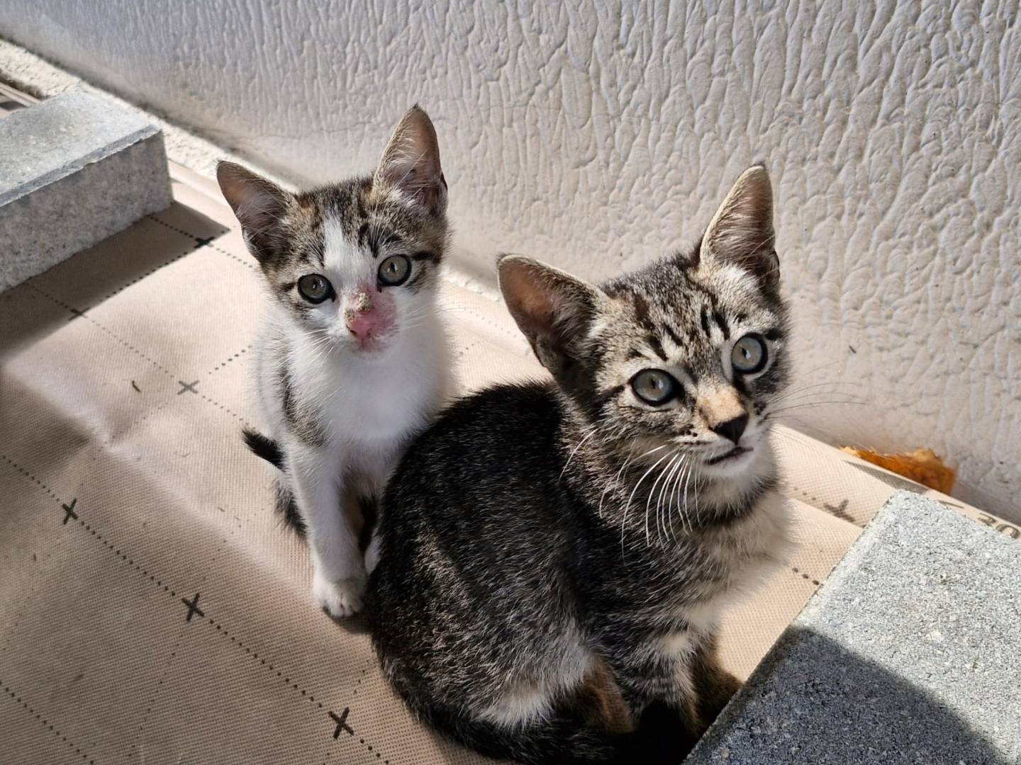 Adozione gatto, femmina, Razza sconosciuta Razza sconosciuta, 2 mesi, taglia non valida, Pavia
