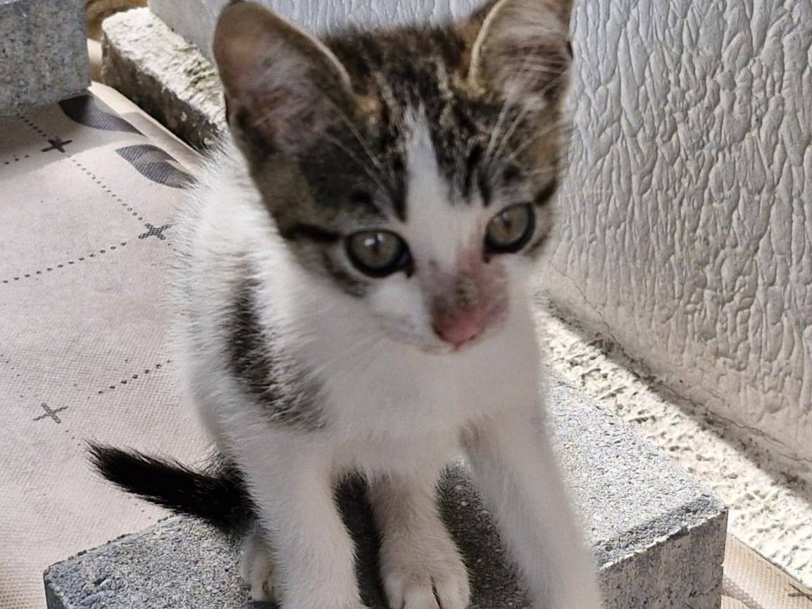 Adotta un gatto, femmina, 2 mesi, Pavia