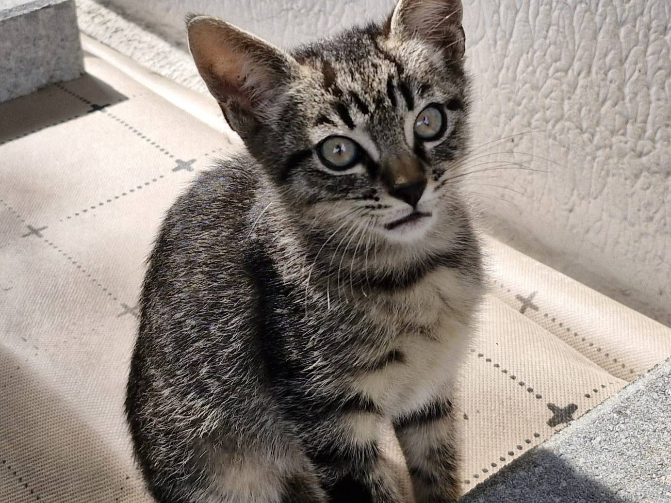Adotta un gatto, taglia non valida, femmina, Pavia