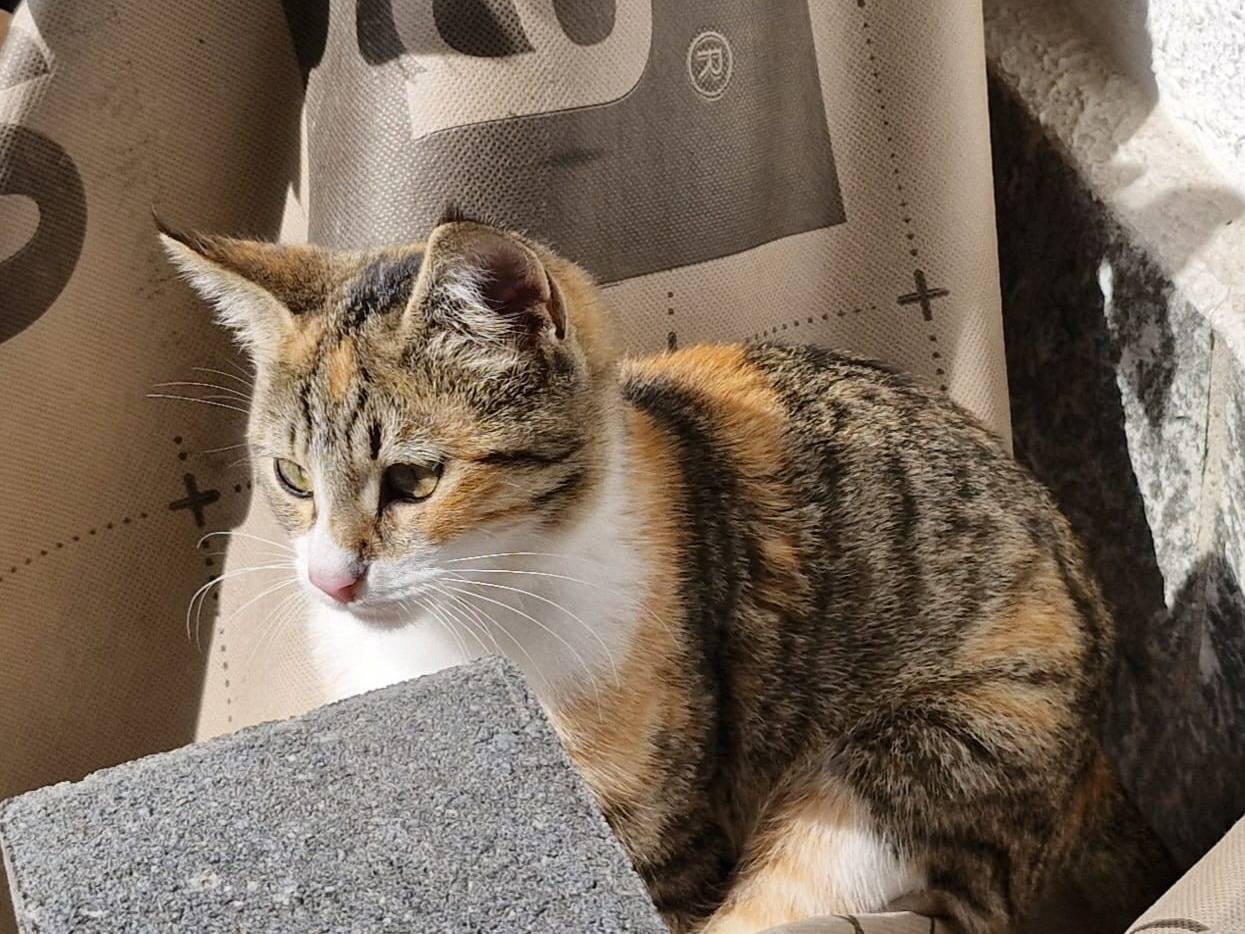 Vuoi adottare un gatto a Pavia?