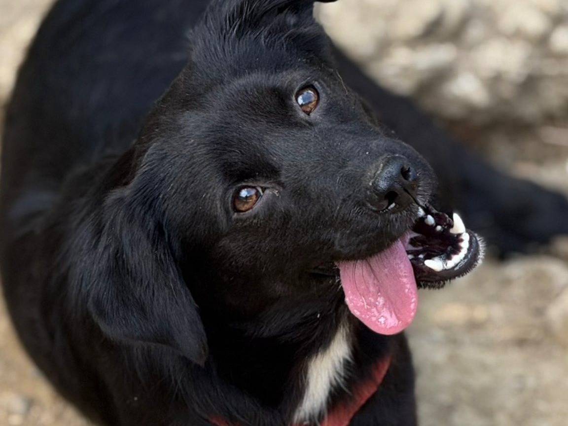 Adotta il cane TEAM TOTAL BLACK a Firenze