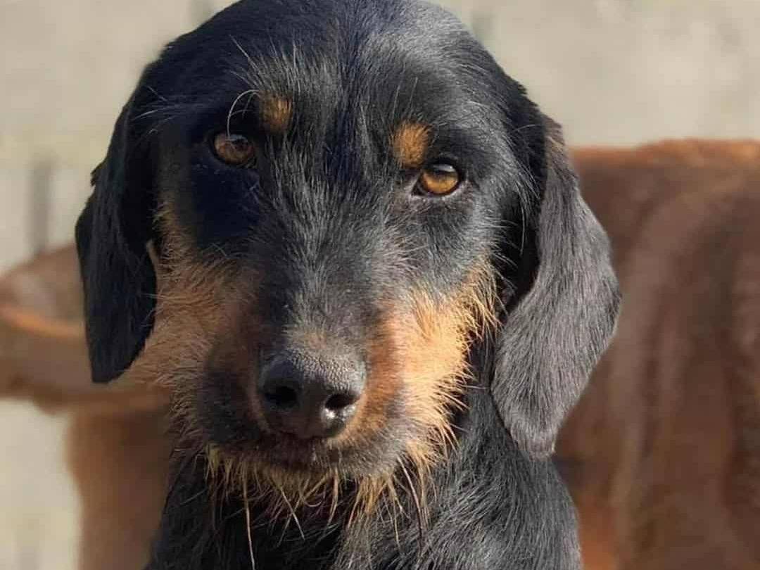 Adozione cane, femmina, Razza sconosciuta Razza sconosciuta, 2 anni e 10 mesi, taglia media contenuta, Firenze