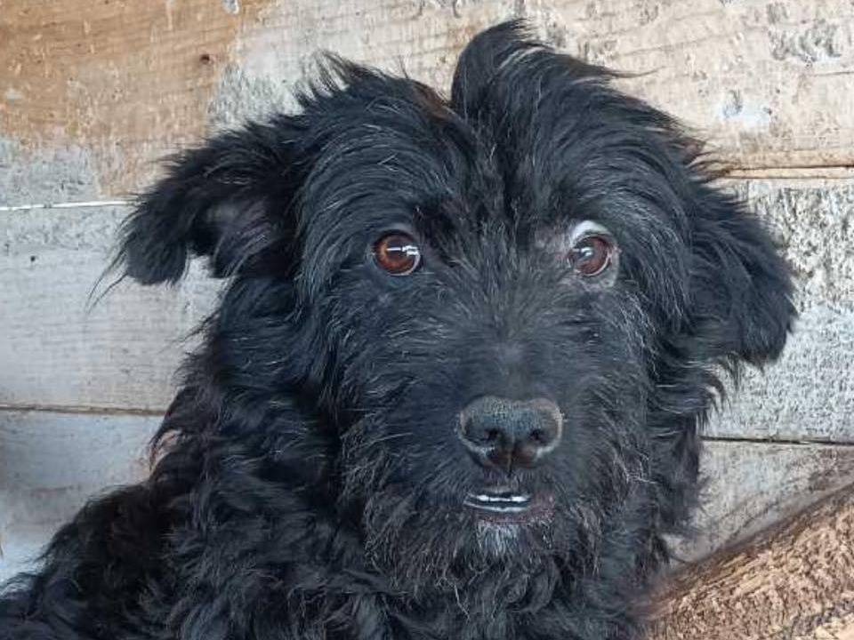 Adozione cane, femmina, Razza sconosciuta Razza sconosciuta, 1 anno e 11 mesi, taglia media contenuta, Firenze