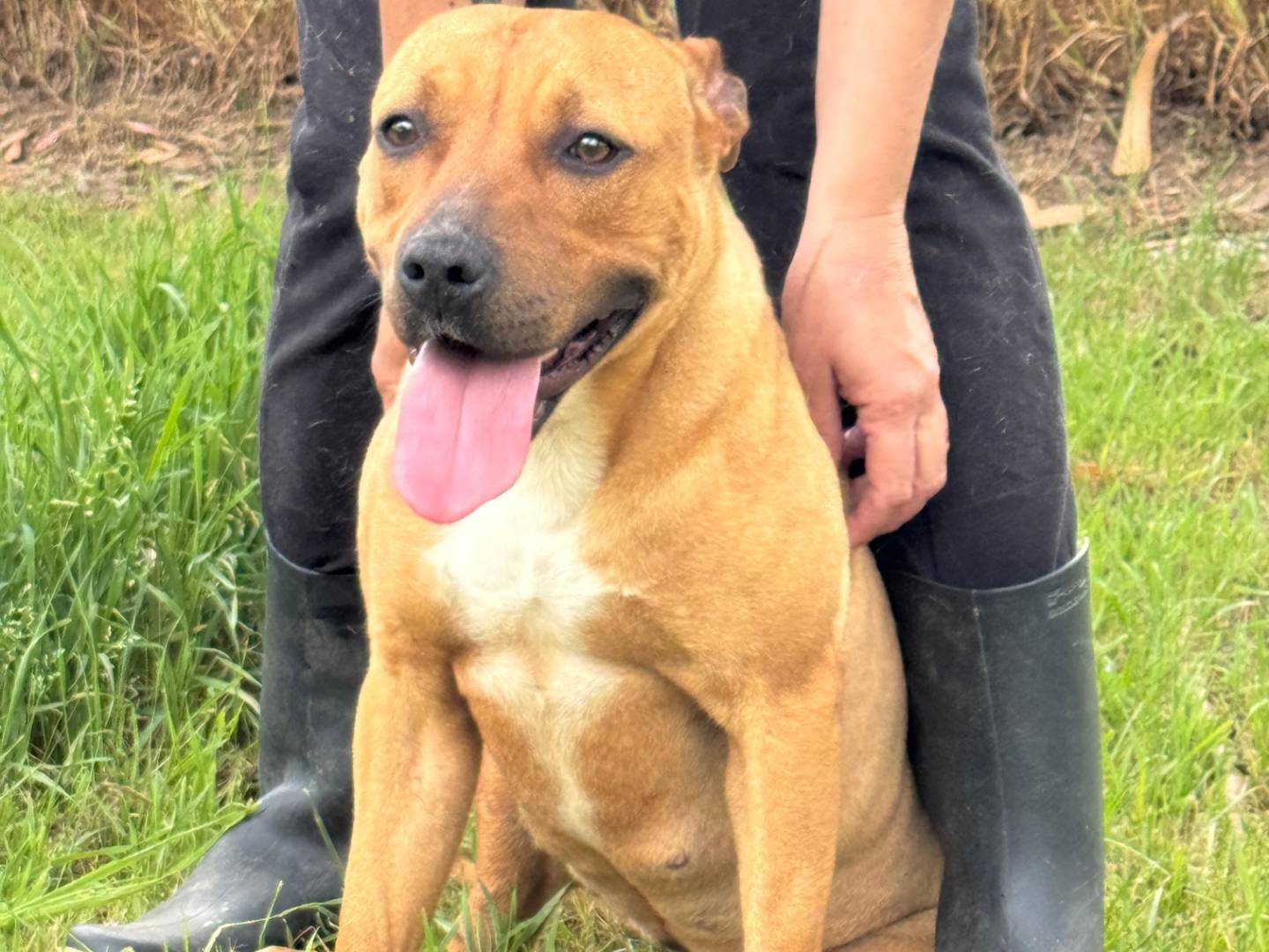 Adotta un cane, femmina, 1 anno e 6 mesi, Caserta