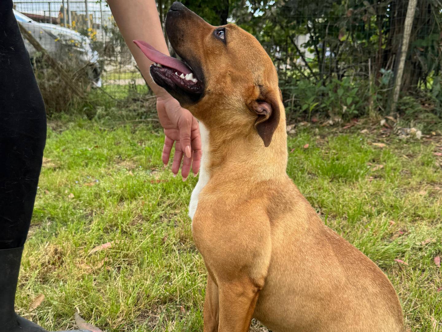 Adotta un cane, taglia media, femmina, Caserta