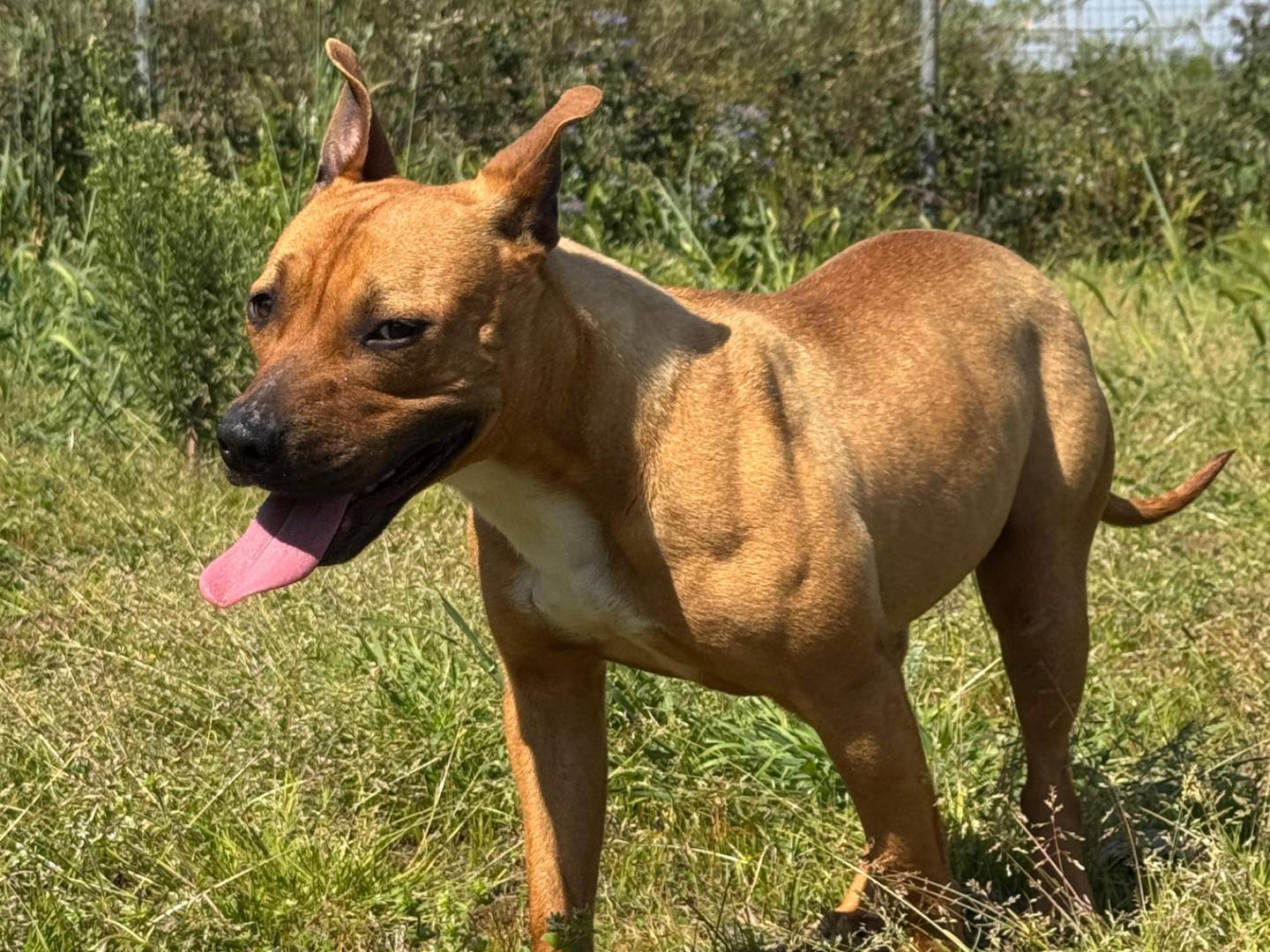 Vuoi adottare un cane a Caserta?