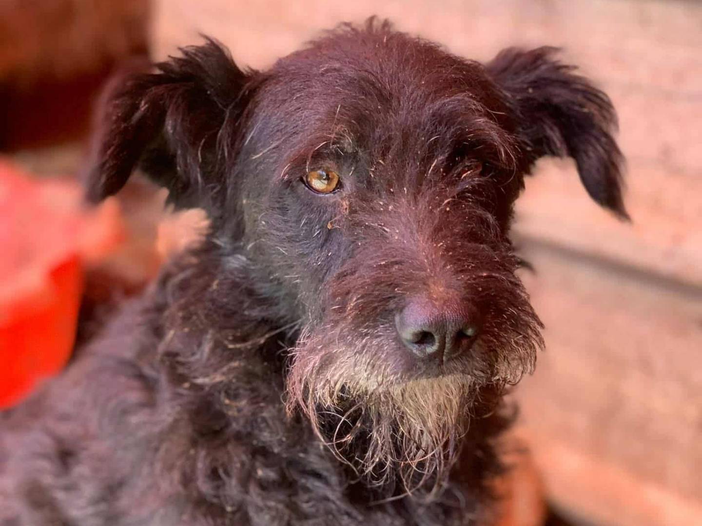 Adotta un cane, taglia media, maschio, Firenze