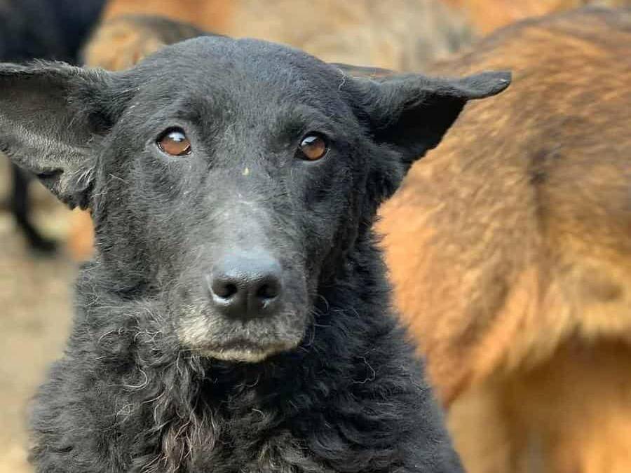 Adozione cane, femmina, Razza sconosciuta Razza sconosciuta, 4 anni e 8 mesi, taglia media, Firenze
