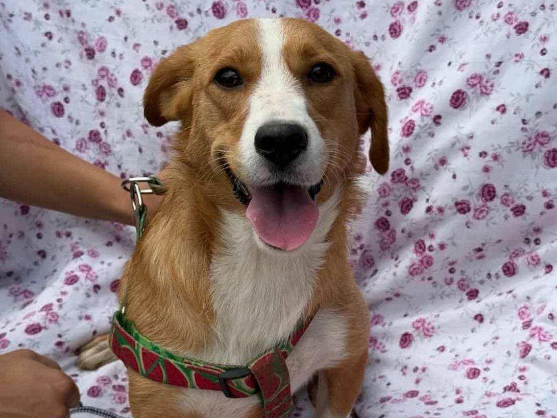 Adozione cane, femmina, Razza sconosciuta Razza sconosciuta, 1 anno e 4 mesi, taglia media contenuta, Firenze