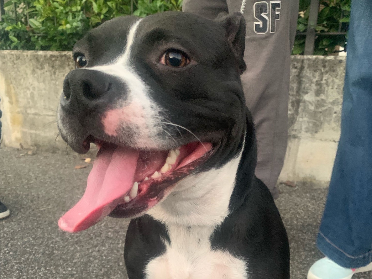 Adozione cane, femmina, Amstaff Razza sconosciuta, 9 mesi, taglia piccola, Milano