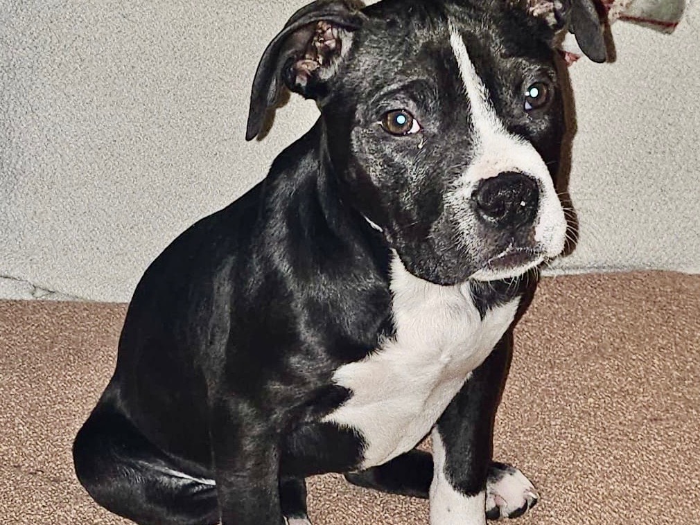 Adotta un cane, femmina, 9 mesi, Milano