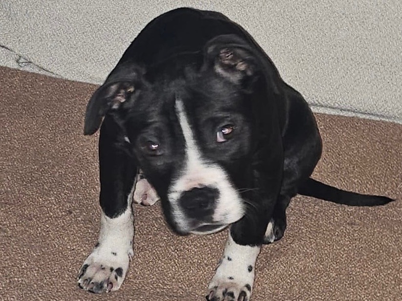 Adotta un cane, taglia piccola, femmina, Milano