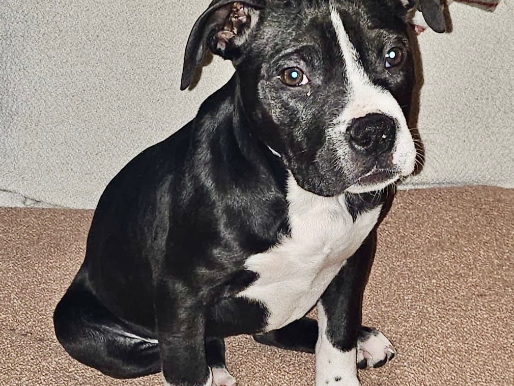 Adotta il cane TATA a Milano