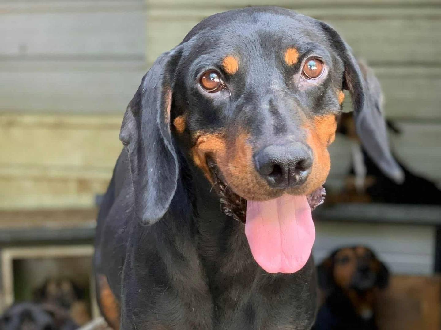 Adozione cane, femmina, Segugio Razza sconosciuta, 3 anni e 10 mesi, taglia media, Firenze