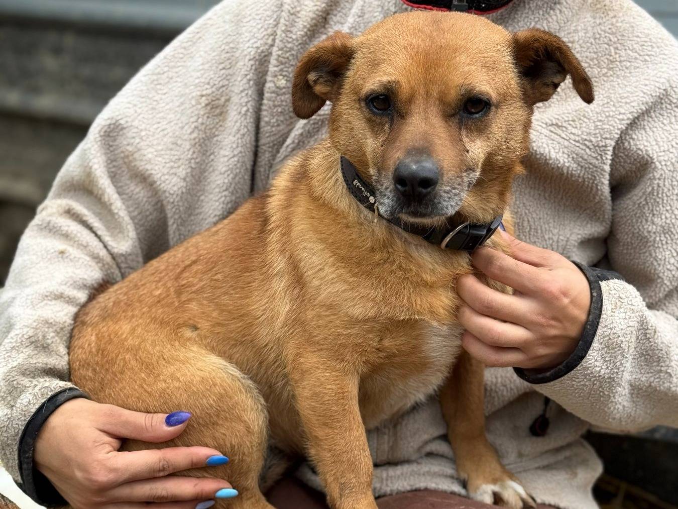 Adozione cane, femmina, Razza sconosciuta Razza sconosciuta, 6 anni e 10 mesi, taglia piccola, Firenze