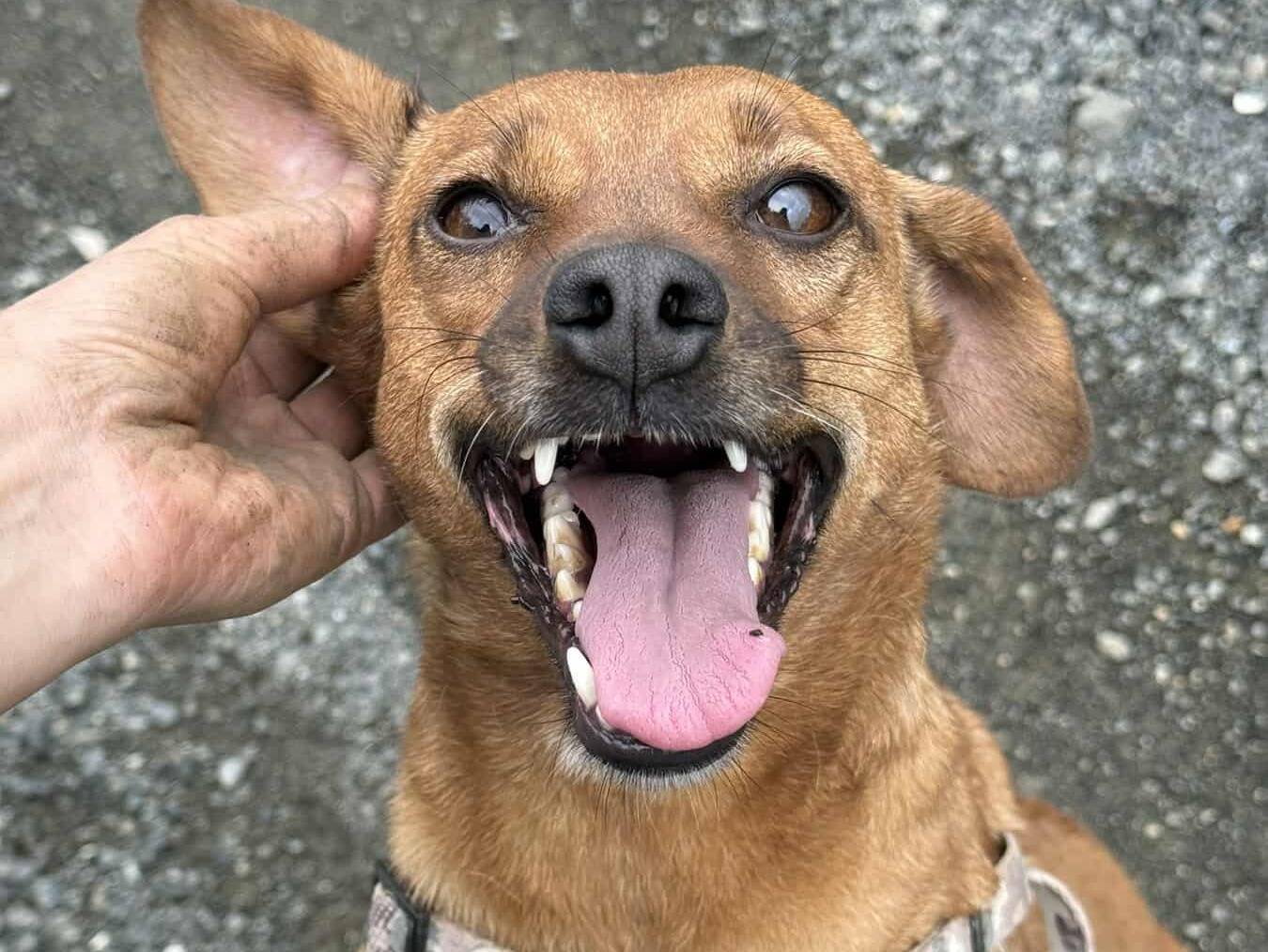 Vuoi adottare un cane a Firenze?