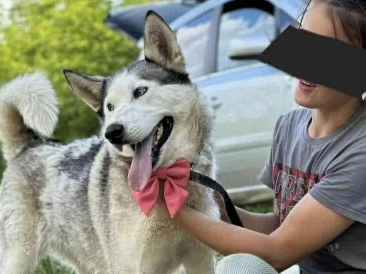 Adotta il cane CINDY a Firenze