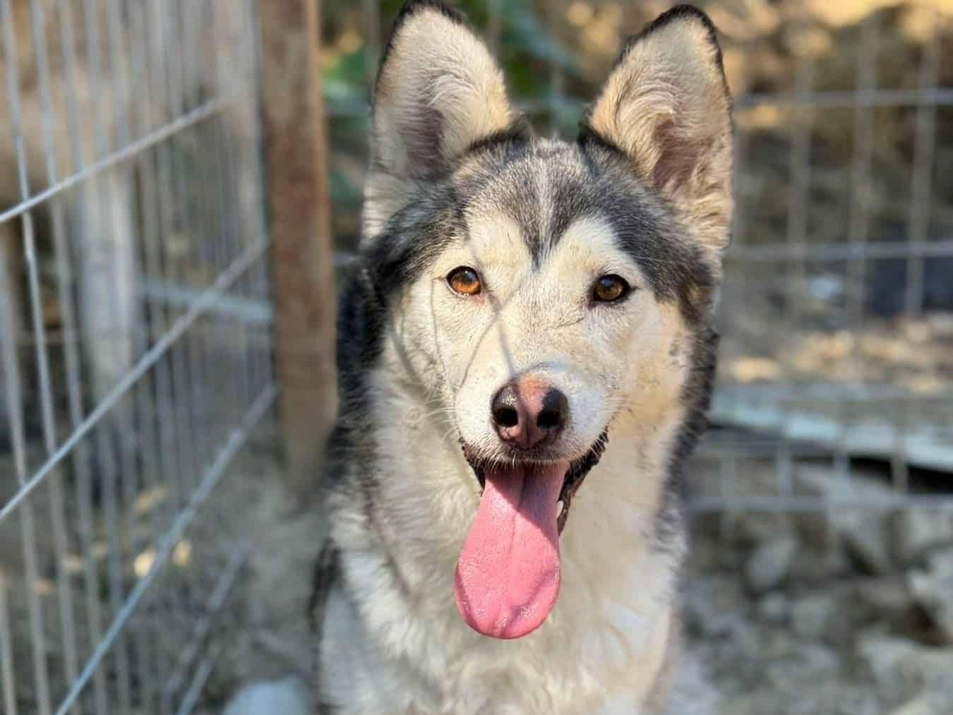 Adozione cane, femmina, Siberian Husky Razza sconosciuta, 2 anni e 10 mesi, taglia media contenuta, Firenze